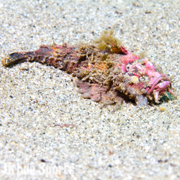 オニオコゼｙｇ