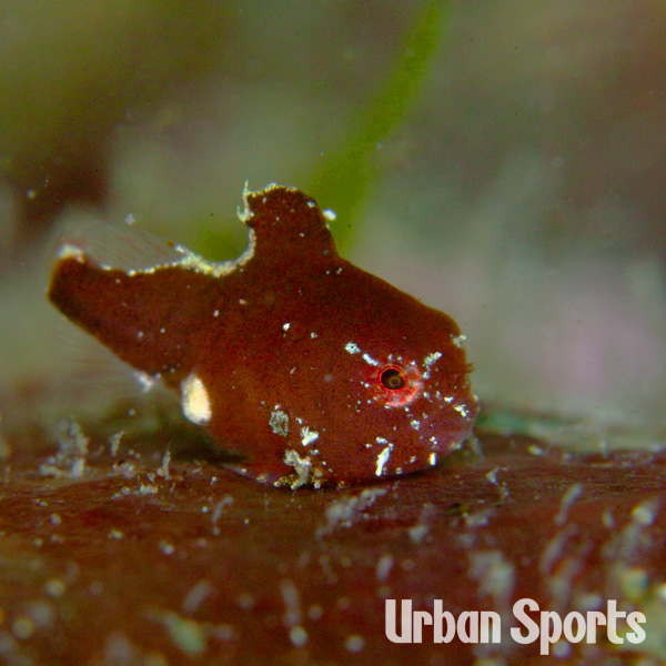 サクラダンゴウオ