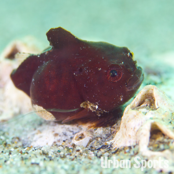 サクラダンゴウオ