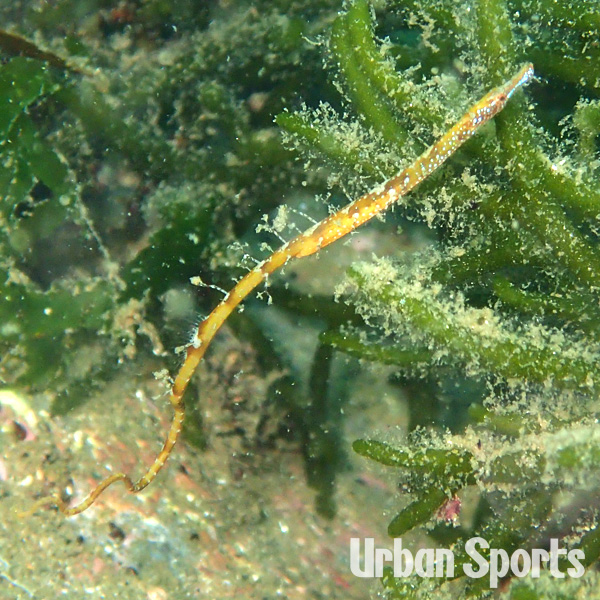 ノコギリウミヤッコ