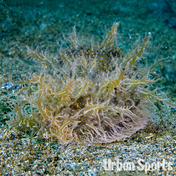 フレリトゲウミウシ