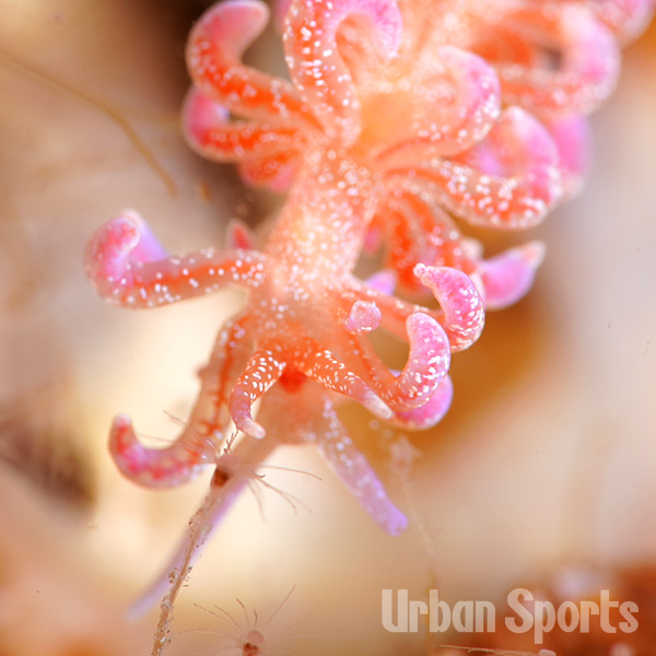 ハナビラミノウミウシ