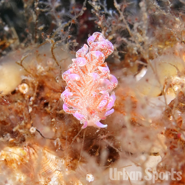 ハナビラミノウミウシ