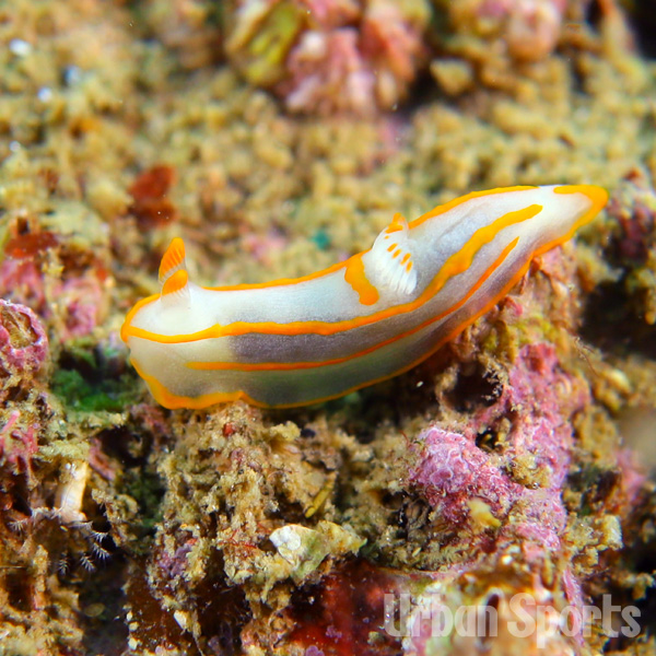 キンセンウミウシ