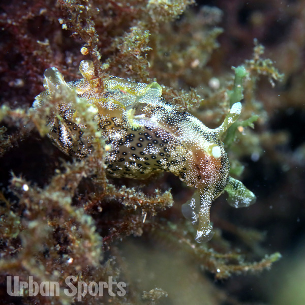 ミドリアメフラシ